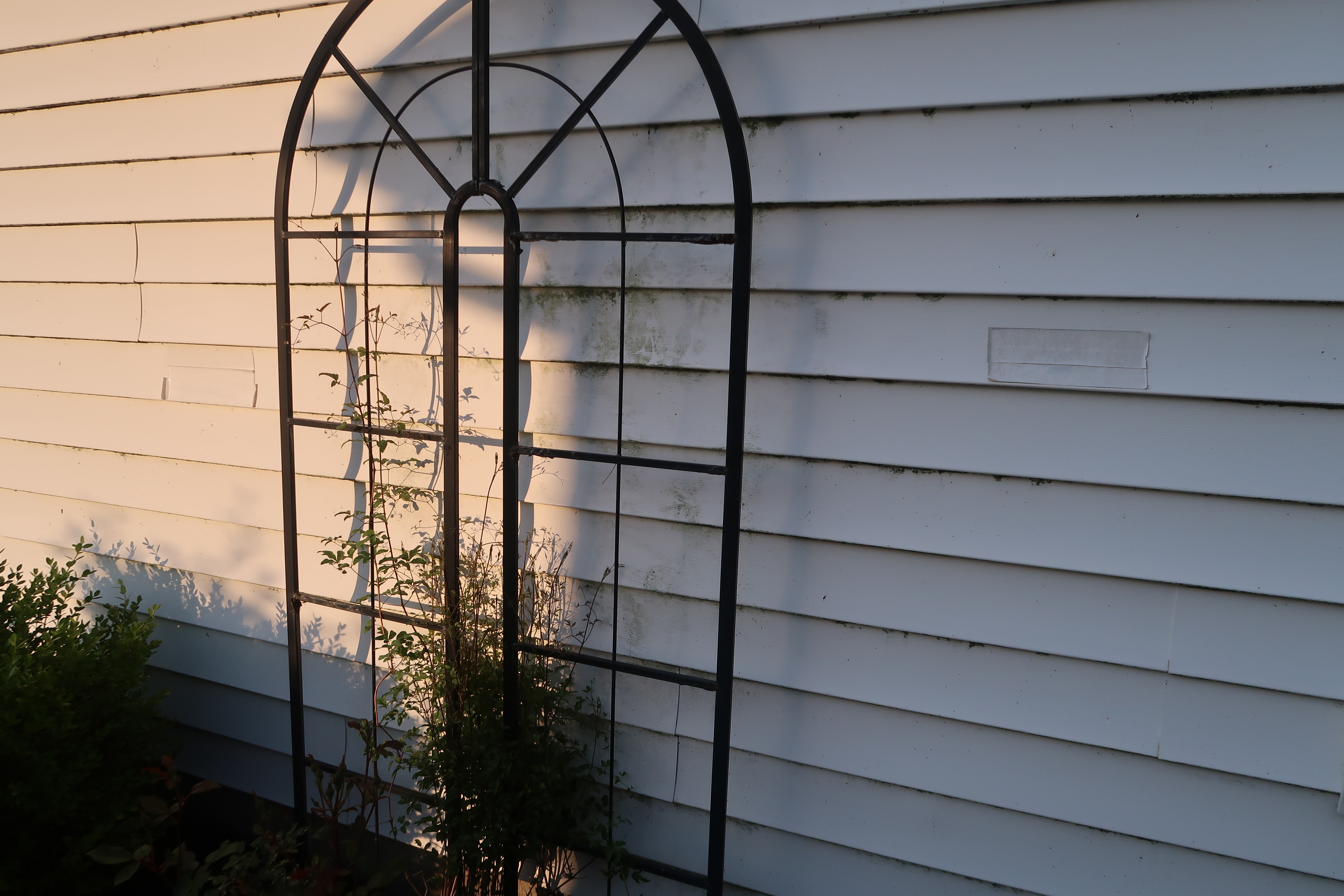 Siding with algae before soft washing